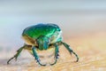 head of green insect Chlorocola africana Royalty Free Stock Photo