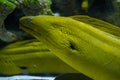 Head of green moray eel fish in the aquarium