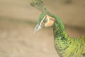 The head of the Green peafowl has a long Royalty Free Stock Photo