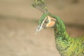 The head of the Green peafowl has a long Royalty Free Stock Photo