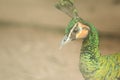 The head of the Green peafowl has a long Royalty Free Stock Photo