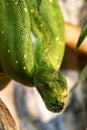 The head of a green Python. Morelia viridis. Royalty Free Stock Photo