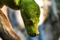 The head of a green Python. Morelia viridis. Royalty Free Stock Photo