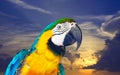 Head of macaw against dawn sky Royalty Free Stock Photo