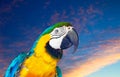 Head of macaw against sunrise sky Royalty Free Stock Photo