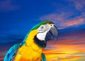 macaw against sunset Royalty Free Stock Photo