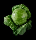 Head of green young fresh cabbage with loose leaves, on black background Royalty Free Stock Photo