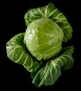 Head of green young fresh cabbage with loose leaves, on black background Royalty Free Stock Photo