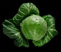 Head of green young fresh cabbage with loose leaves, on black background Royalty Free Stock Photo