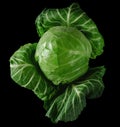 Head of green young fresh cabbage with loose leaves, on black background Royalty Free Stock Photo