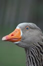 Head of grey goose
