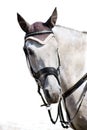 Head of grey sporting horse