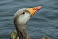 Greylag goose on water Royalty Free Stock Photo