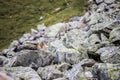 Groundhog is looking out of the earth, in the Austrian alps