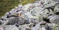 Groundhog is looking out of the earth, in the Austrian alps