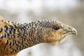 The head of a grouse close-up Royalty Free Stock Photo