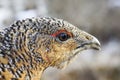 The head of a grouse close-up Royalty Free Stock Photo