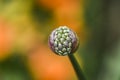 Head of growing wild alium flower in garden, spring time.