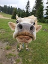 Head of an Guernsey crossbred cow in Giresun