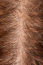 Head Hair Skin Royalty Free Stock Photo