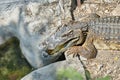 Head and half body of alligator or crocodile lie down on sand fl