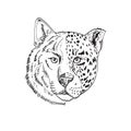 Head of Half Timber Wolf and Half Jaguar Panther or Leopard Drawing Black and White