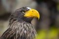 Haliaeetus albicilla Royalty Free Stock Photo