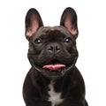 Head of happy black french bulldog panting