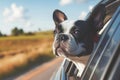 Head of happy lap dog looking out of car window enjoying road trip. Generative AI Royalty Free Stock Photo