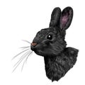 Head hare in profile, sketch vector graphics