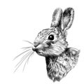 Head hare in profile, sketch vector graphics Royalty Free Stock Photo