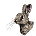 Head hare in profile, sketch vector graphics