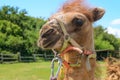 Head of a harnessed small bactrian camel cub Royalty Free Stock Photo