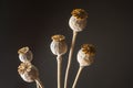 Head heads of opium poppy Papaver somniferum on a black background