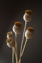 Head heads of opium poppy Papaver somniferum on a black background, vertically