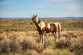 `Painted` Wild Mustang In Sandwash Basin