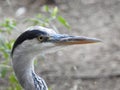 The head of a heron Royalty Free Stock Photo
