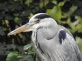 The head of a heron Royalty Free Stock Photo