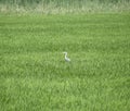 Head heron among the thickets of rice. Waterfowl in the grass Royalty Free Stock Photo