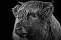 Head of Highland cow calf licking nose Royalty Free Stock Photo
