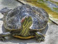 Head Hight turtle at El Dorado East Regional Park