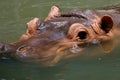 Head of hippo