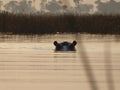 Head of a hippo emerging from water. Royalty Free Stock Photo