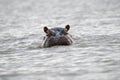 Head of a hippo sticking out of the water