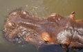 Head of a hippo in a waterhole from above, South Africa