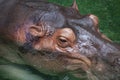Head of Hippopotamus, Hippo soaking in water at the zoo.