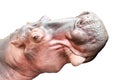 Head of a hippopotamus in white background, close-up