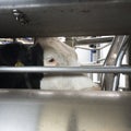 Head of holstein cow inside milking robot