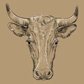 Head of horned bull vector illustration brown Royalty Free Stock Photo
