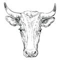 Head of horned bull head vector illustration